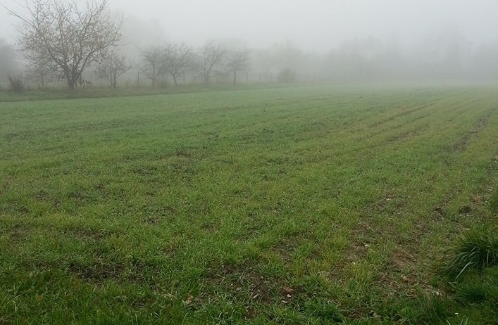 grass