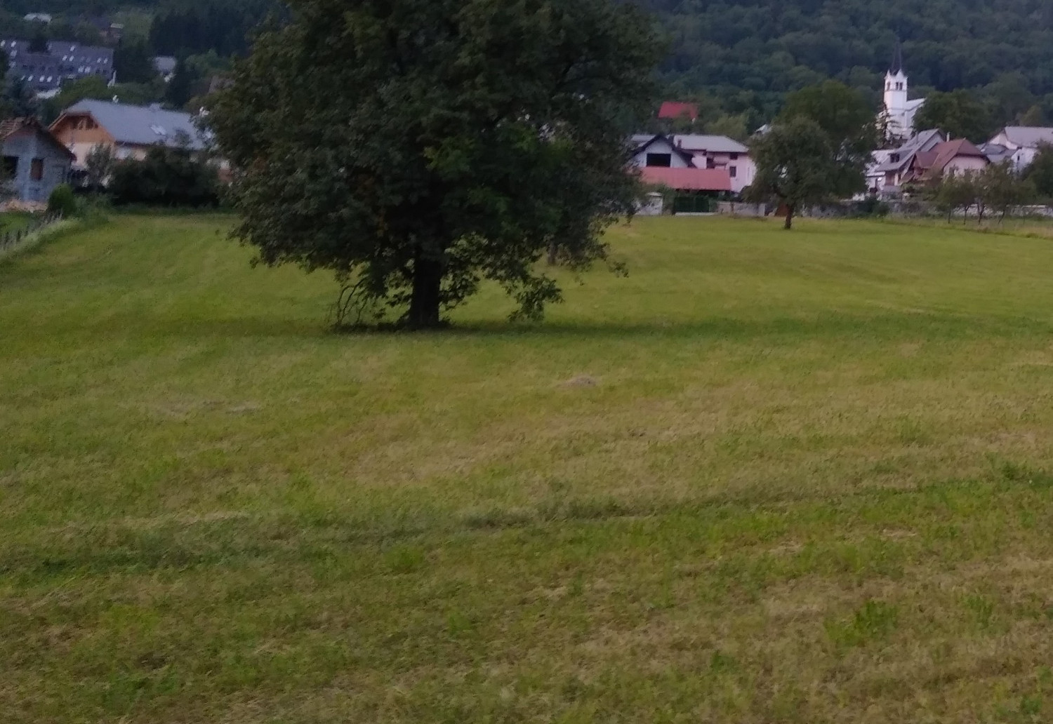 grass